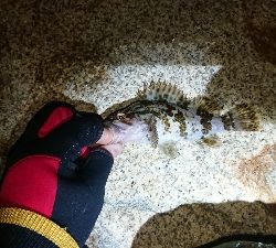 メバリング調査