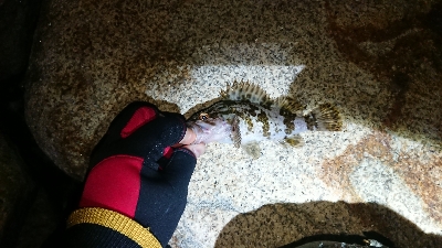 メバリング調査