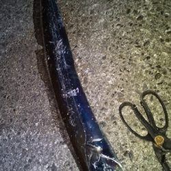 ドラゴン？来た～！