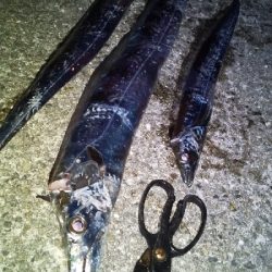 沖堤防より釣れる？