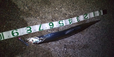 連日のドラゴン！