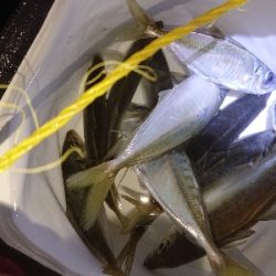 久しぶりのアジング