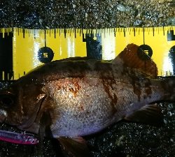 短時間メバリング