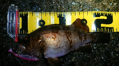 短時間メバリング