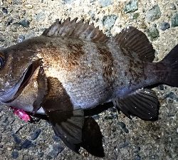 ちょこっとメバリング