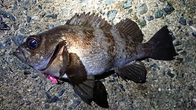 ちょこっとメバリング