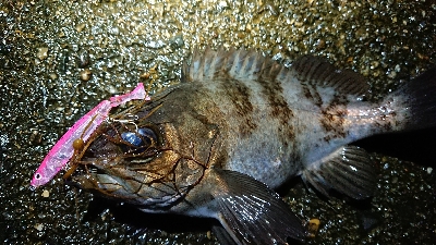 雨上がりメバリング