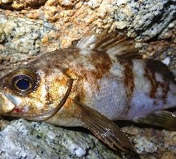 仕事終わりメバリング