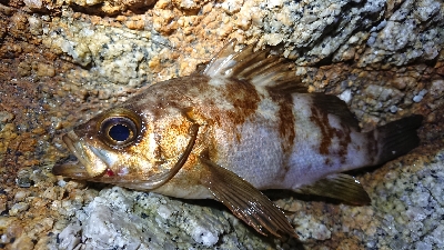 仕事終わりメバリング