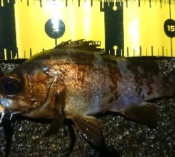 ナイトメバリング