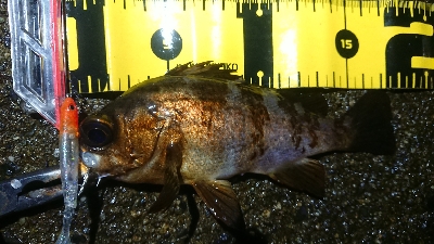 ナイトメバリング