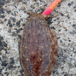 今年の地元最終戦