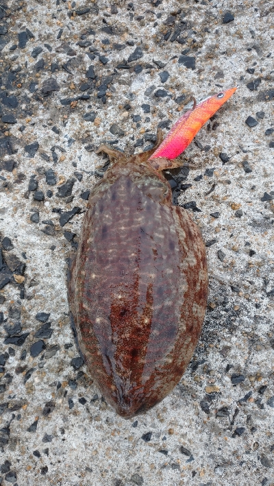 今年の地元最終戦