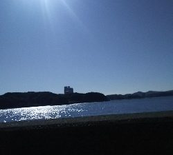 ヒラスズキ好調♪