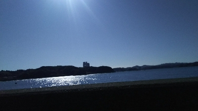 ヒラスズキ好調♪