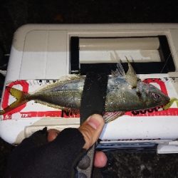 年内さいごのアジングかなぁ