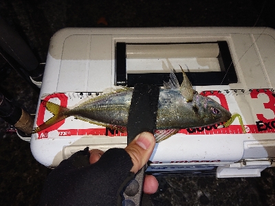 年内さいごのアジングかなぁ