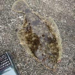 ショアジギ不発もカレイに良型アジGET