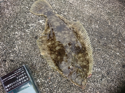 ショアジギ不発もカレイに良型アジGET