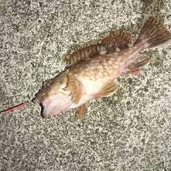 ショアジギは終盤、投げに期待大！