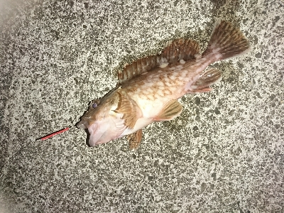 ショアジギは終盤、投げに期待大！