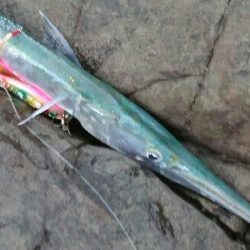 ヒラメ新記録の65㎝ゲット！！最高です！！