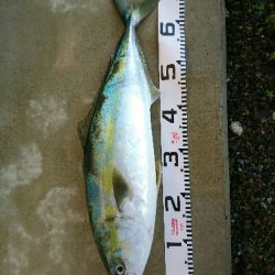 朝マズメにヒラスズキ3本&ヤズ釣果❗❗