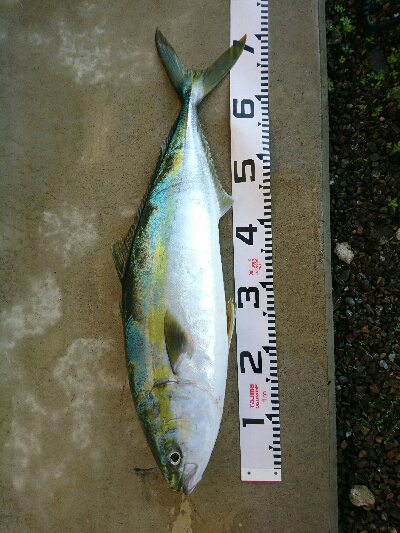 朝マズメにヒラスズキ3本&ヤズ釣果❗❗