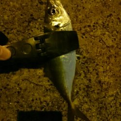 短時間アジング