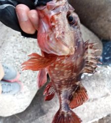 デイからアジング