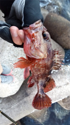 デイからアジング