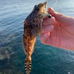 デイフィッシング