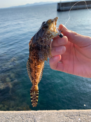 デイフィッシング