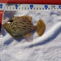 ハゲandハゼラッシュ