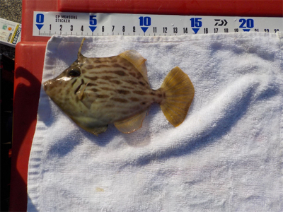 ハゲandハゼラッシュ