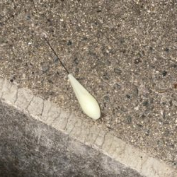 試し釣りでゲット!