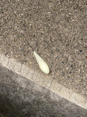 試し釣りでゲット!