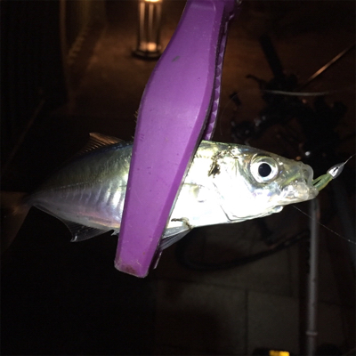 安治川アジング