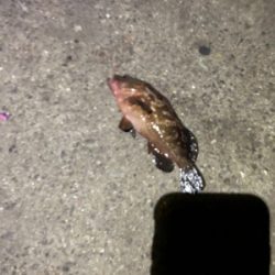 F-4太刀魚　アナゴ　アコウ　アラカブ最高！