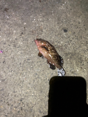 F-4太刀魚　アナゴ　アコウ　アラカブ最高！