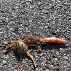 シーズン終盤エギング