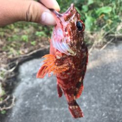 アジが釣れました