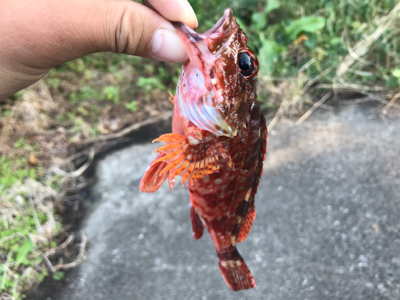 アジが釣れました