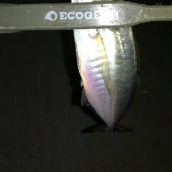 ナイトアジング