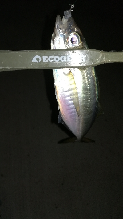 ナイトアジング