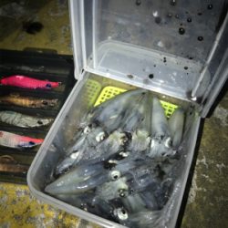 潮が動かないとヒイカも釣れないσ(^_^;)