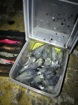 潮が動かないとヒイカも釣れないσ(^_^;)