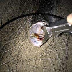 まだまだいける!