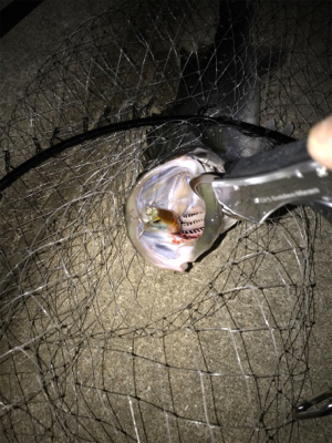 まだまだいける!