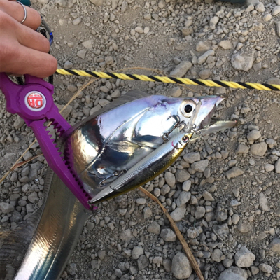 イケア裏でプラッギング F4タチウオ爆釣！